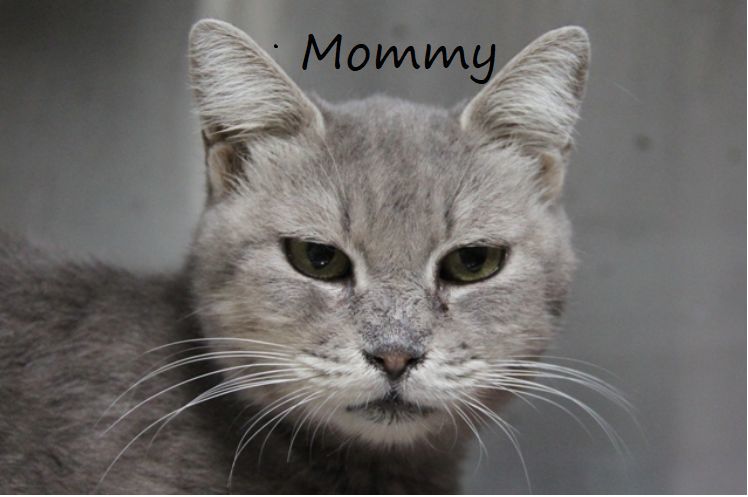 Adopt a friend: Mommy